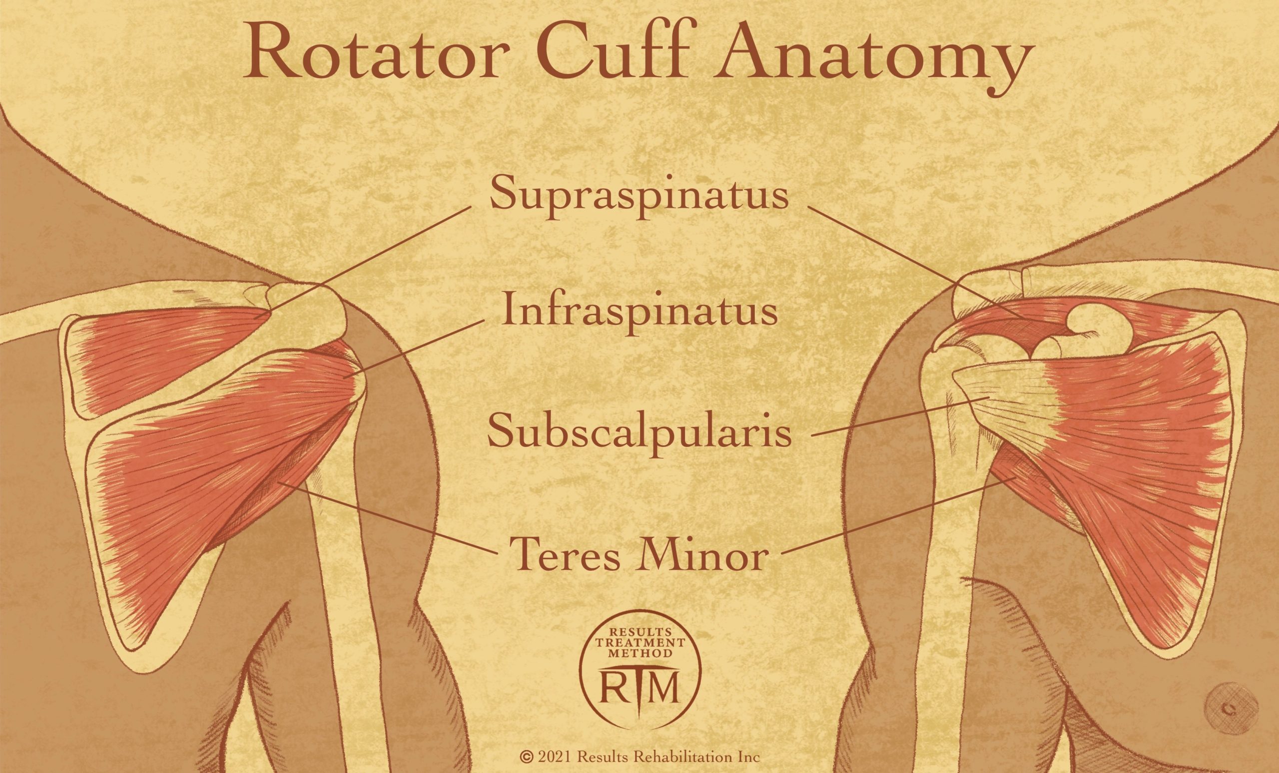 Rotator Cuff: Anatomy, Function, and Treatment